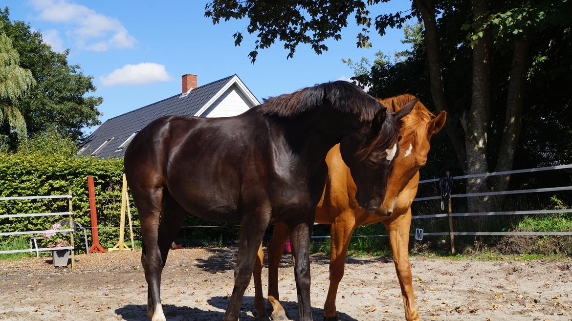 Hollandsk Varmblod Special D Junior billede 19