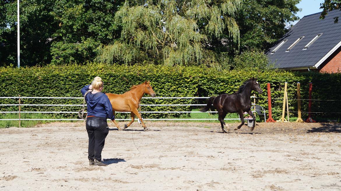 Hollandsk Varmblod Special D Junior billede 20