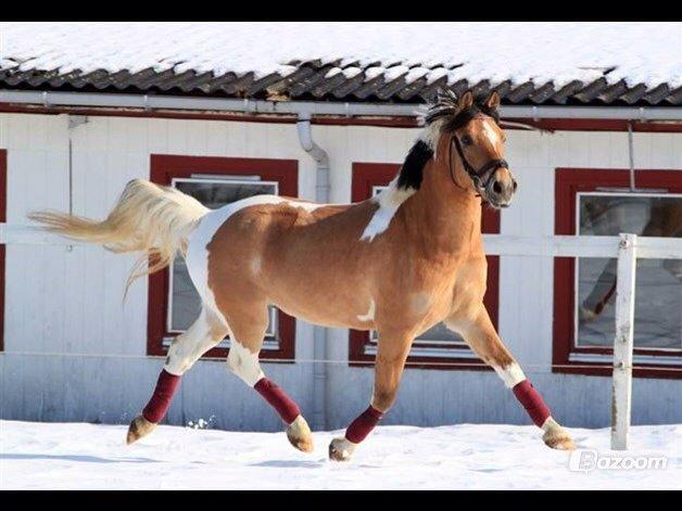 Hollandsk Sportspony Capello Ivo<3 (Min Pony) - Uff <3 Det er jo helt vildt så lækker han er <3 billede 23