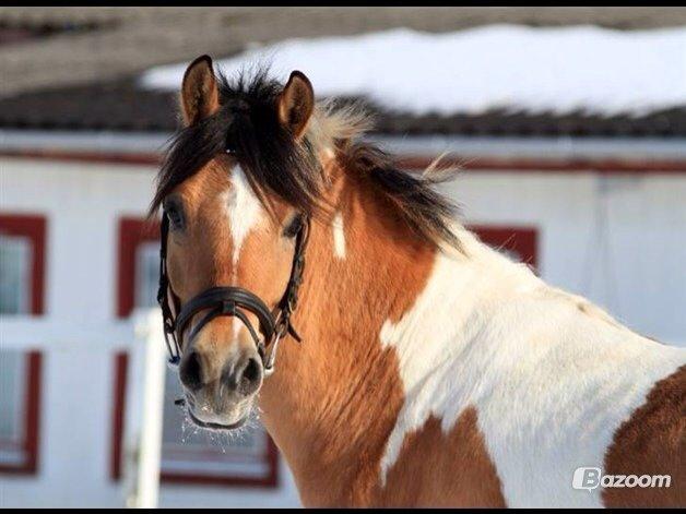 Hollandsk Sportspony Capello Ivo<3 (Min Pony) - Han er jo bare fantastisk <3  billede 18