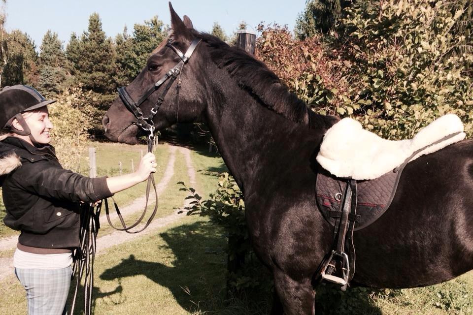 Oldenborg Sweet Alpha - Himmelhest billede 1