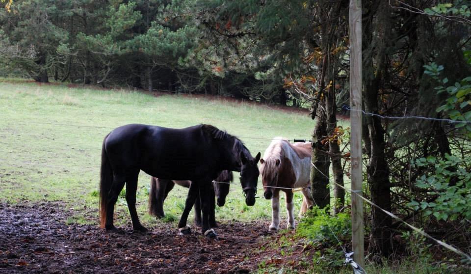 Oldenborg Sweet Alpha SOLGT billede 2