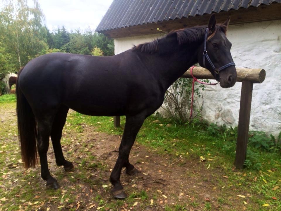 Oldenborg Sweet Alpha - Himmelhest billede 3