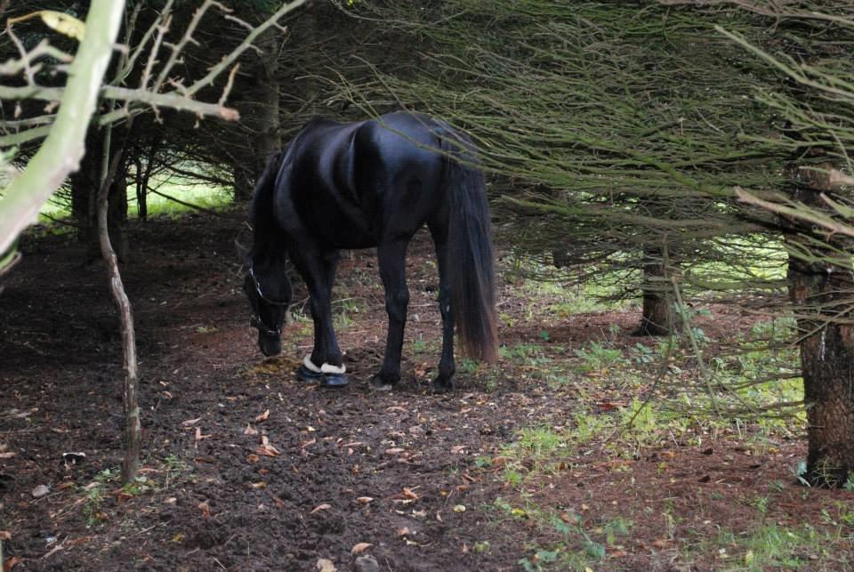 Oldenborg Sweet Alpha - Himmelhest billede 4