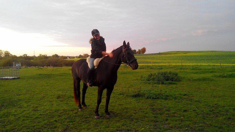 Oldenborg Sweet Alpha - Himmelhest billede 5