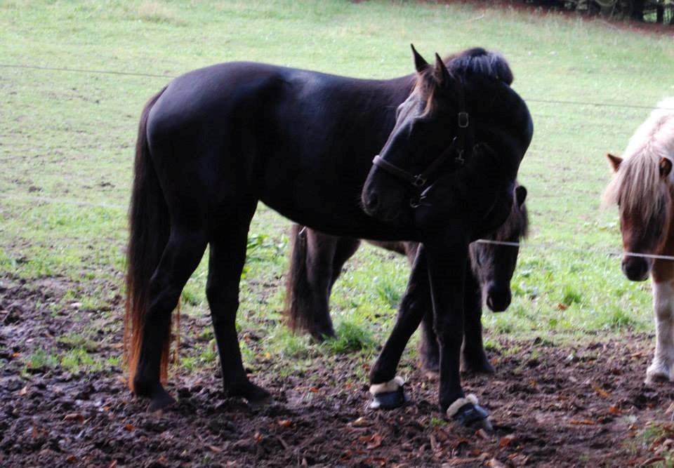 Oldenborg Sweet Alpha - Himmelhest billede 6