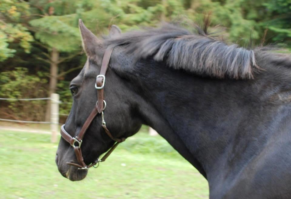 Oldenborg Sweet Alpha - Himmelhest billede 7