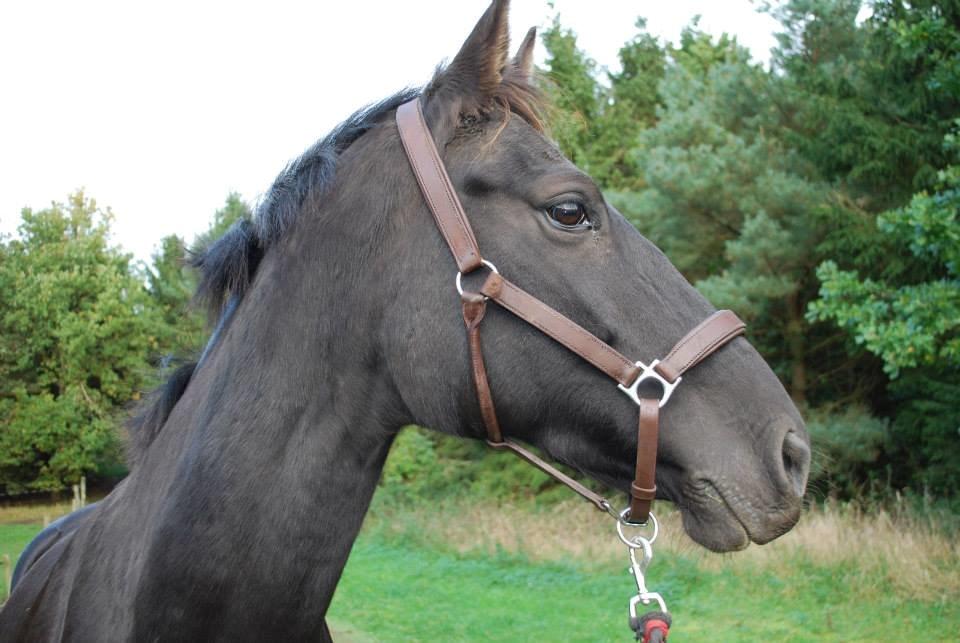 Oldenborg Sweet Alpha - Himmelhest billede 9