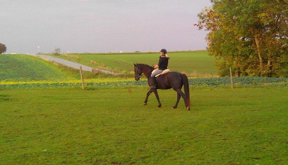 Oldenborg Sweet Alpha - Himmelhest billede 10