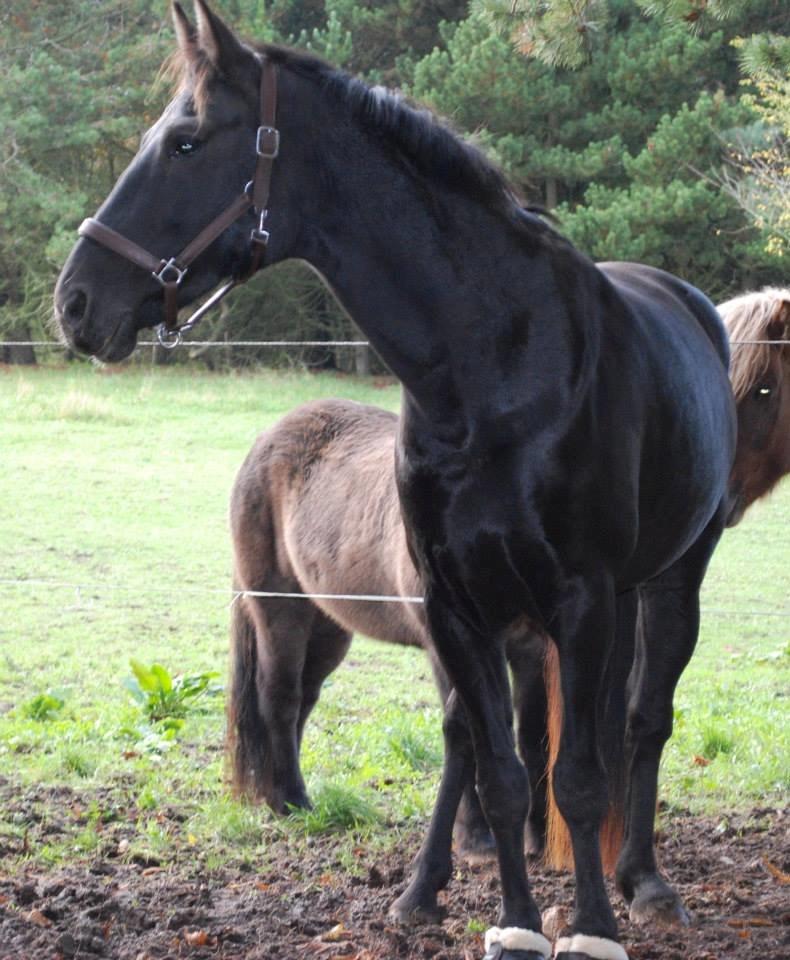 Oldenborg Sweet Alpha - Himmelhest billede 11