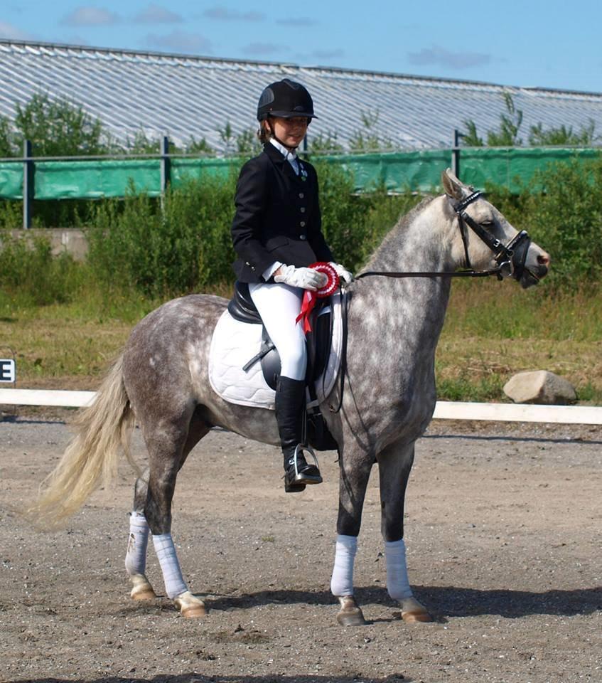 Welsh Pony (sec B) Bjerregårds Liberty (Lille Grå) SOLGT - præmieoverækkelse til vores første stævne sammen. 2 første pladser fik vi med hjem<3 billede 13