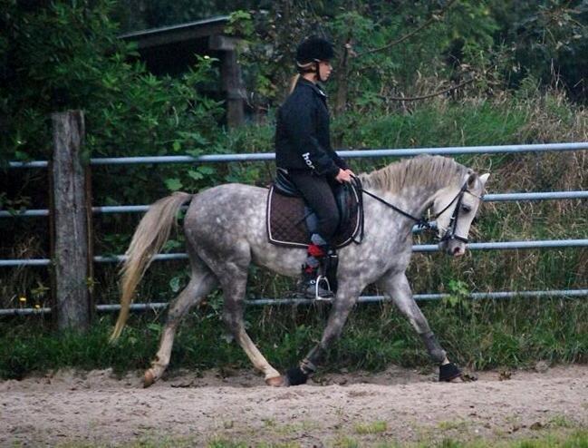 Welsh Pony (sec B) Bjerregårds Liberty (Lille Grå) SOLGT billede 8