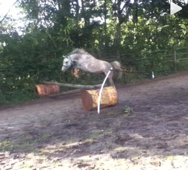 Welsh Pony (sec B) Bjerregårds Liberty (Lille Grå) SOLGT billede 14