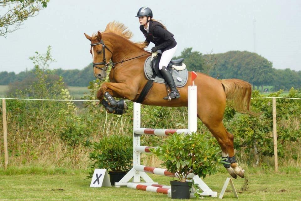 Tysk Oldenburger Bladsgaards Windy Sky - Bramming rideklub d. 6/9-14 Fotograf: Helena Jørgensen Photography  billede 6