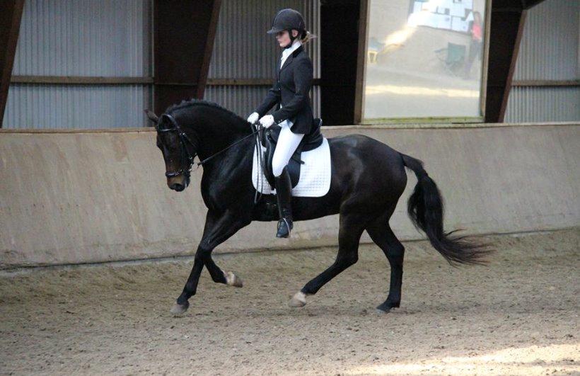 Tysk Sportspony Chester billede 4