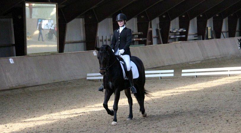 Tysk Sportspony Chester billede 5