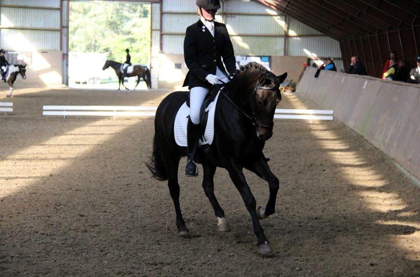 Tysk Sportspony Chester billede 6