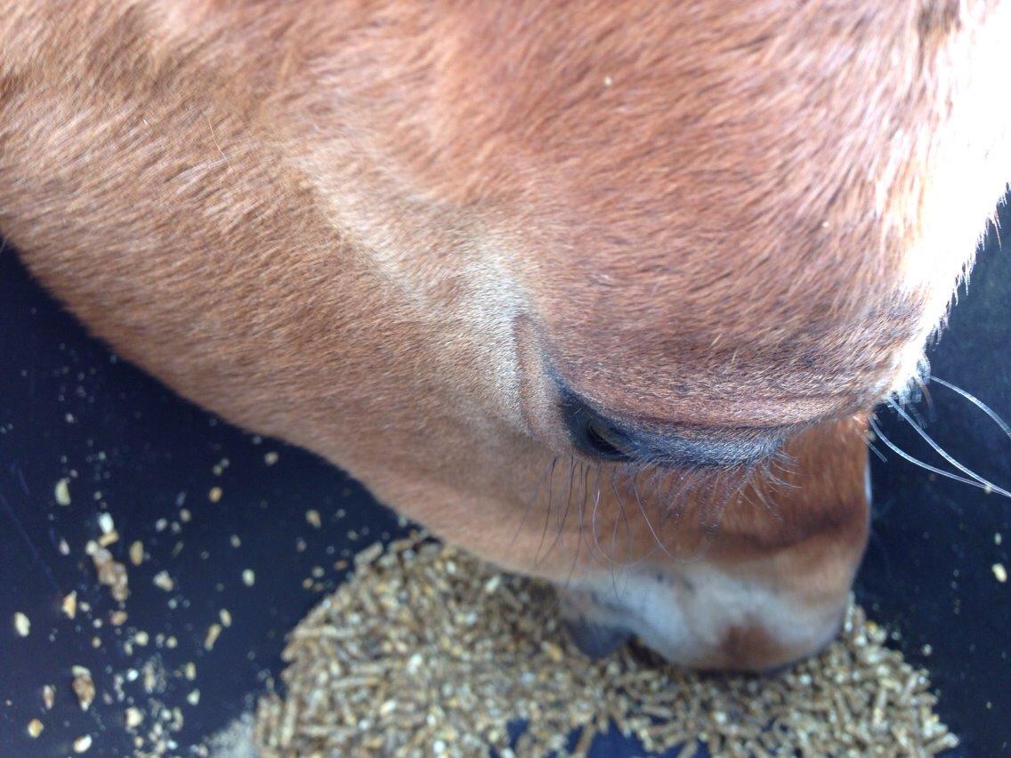 Arabisk fuldblod (OX) Sir Caspian Geza R I Pox billede 13