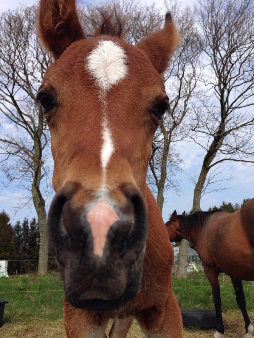 Arabisk fuldblod (OX) Sir Caspian Geza R I Pox billede 14