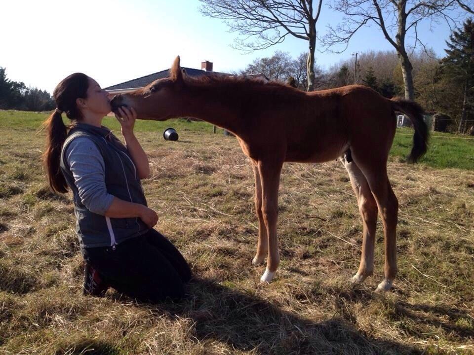 Arabisk fuldblod (OX) Sir Caspian Geza R I Pox billede 15