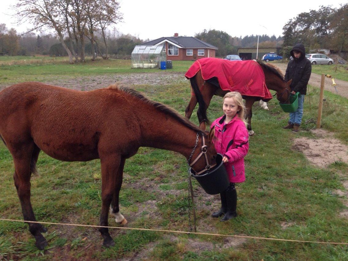 Arabisk fuldblod (OX) Sir Caspian Geza R I Pox billede 16