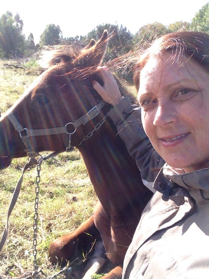 Arabisk fuldblod (OX) Sir Caspian Geza R I Pox billede 17