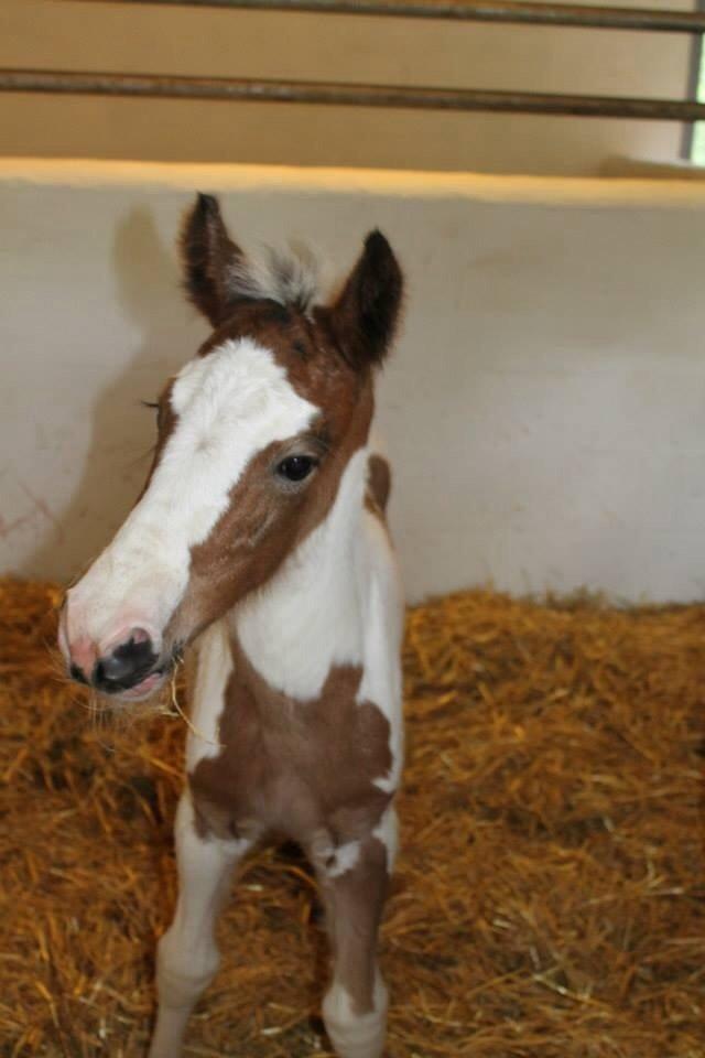 Irish Cob Thorsholms an Ce'ann Eile Maja Naja billede 1