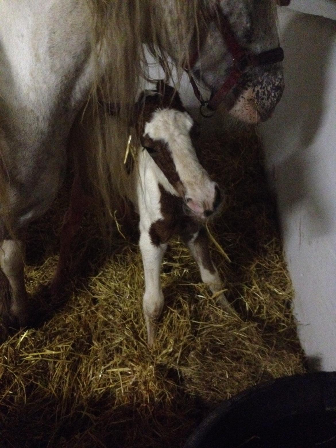 Irish Cob Thorsholms an Ce'ann Eile Maja Naja billede 3