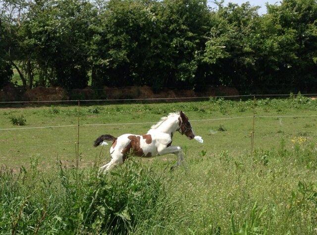 Irish Cob Thorsholms an Ce'ann Eile Maja Naja billede 10