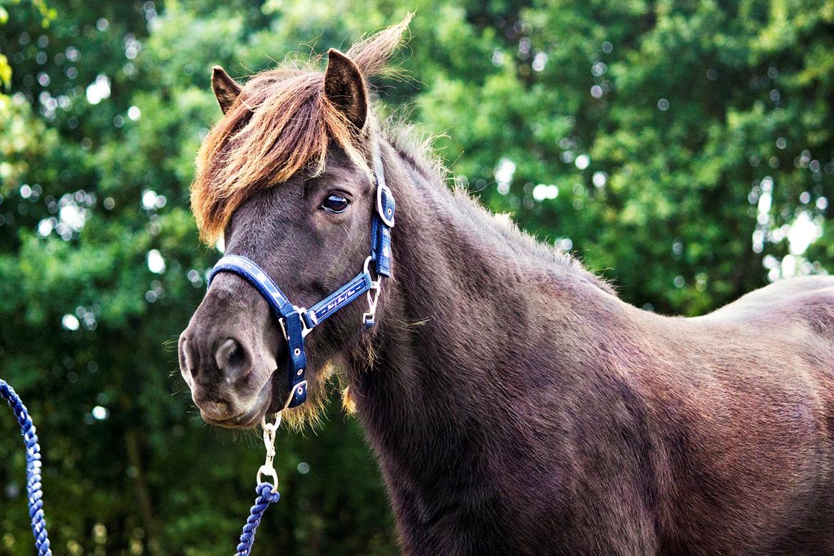 Islænder Ganti billede 5