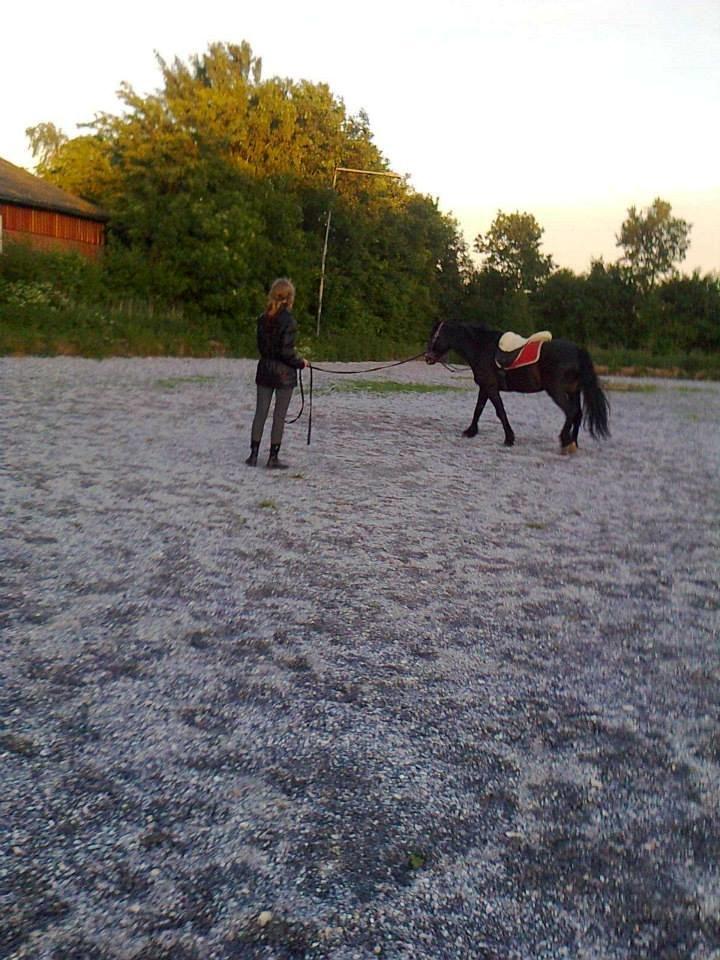 Koldblodstraver Bella billede 10