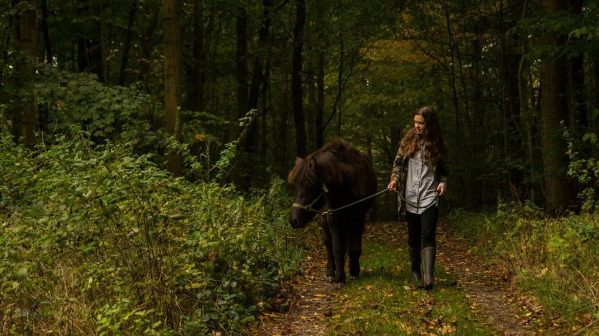 Islænder Blika fra Røllum - Vi udforsker skoven. <3 Fotograf: Min Ven Hesten billede 14