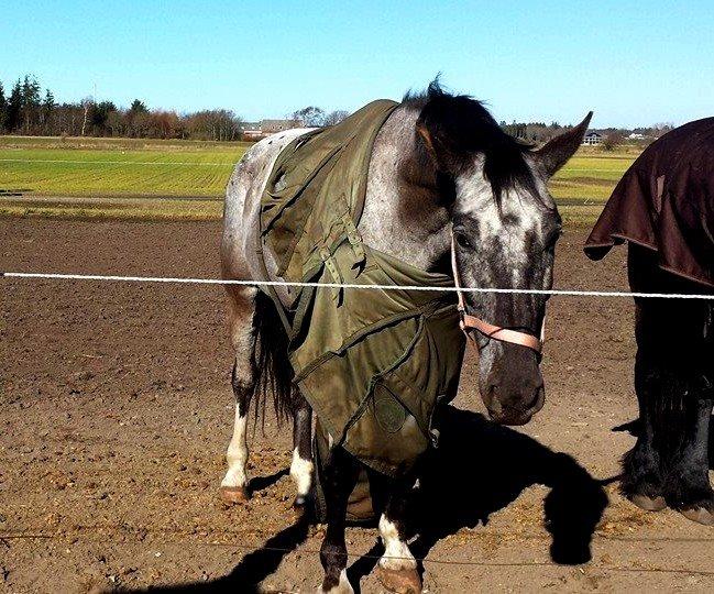 Polsk Varmblod Etos * SOLGT* - Sådan kan hans dækner også sidde :D <3 billede 13