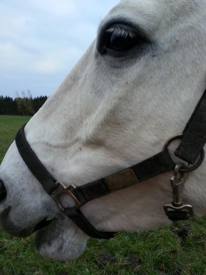 Anden særlig race SØBORGGÅRDS PI-SHERRY - Close up billede 5