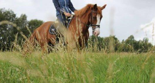 Anden særlig race Comet billede 4