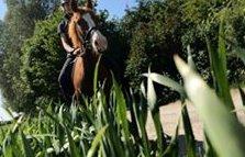 Anden særlig race Comet billede 6