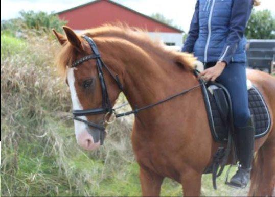 Anden særlig race Comet billede 9