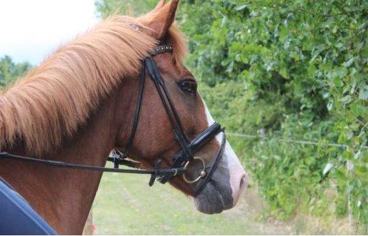 Anden særlig race Comet billede 11
