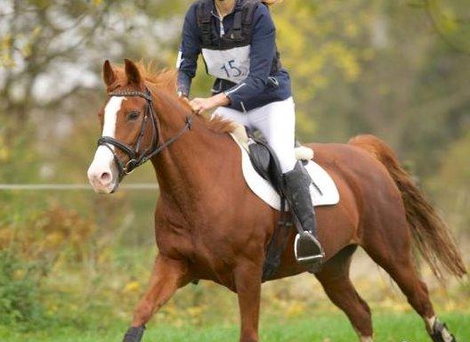 Anden særlig race Comet - Velkommen til Comet's profil! billede 1