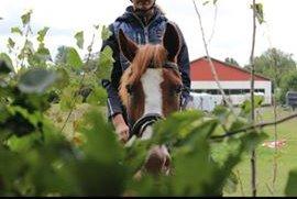 Anden særlig race Comet billede 16