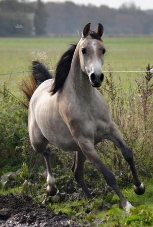 Arabisk fuldblod (OX) Aliyah Bint De Marc AL billede 11