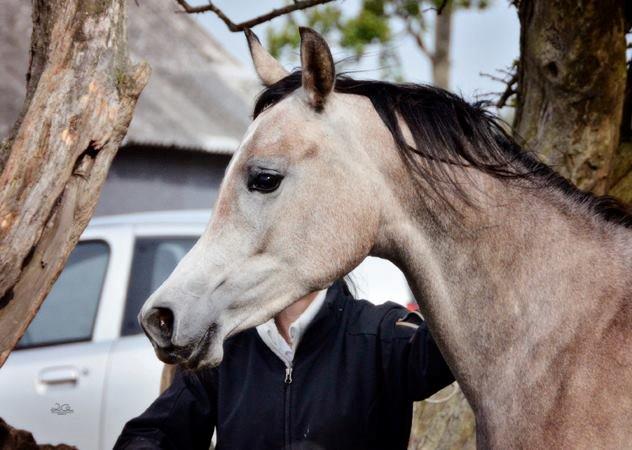 Arabisk fuldblod (OX) Aliyah Bint De Marc AL billede 12