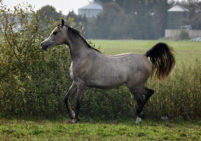 Arabisk fuldblod (OX) Aliyah Bint De Marc AL billede 13