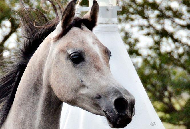 Arabisk fuldblod (OX) Aliyah Bint De Marc AL billede 1