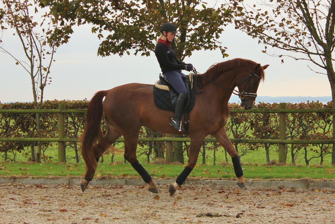 Dansk Varmblod Revaldo D.  - Revaldo oktober  - topform ! :D billede 1