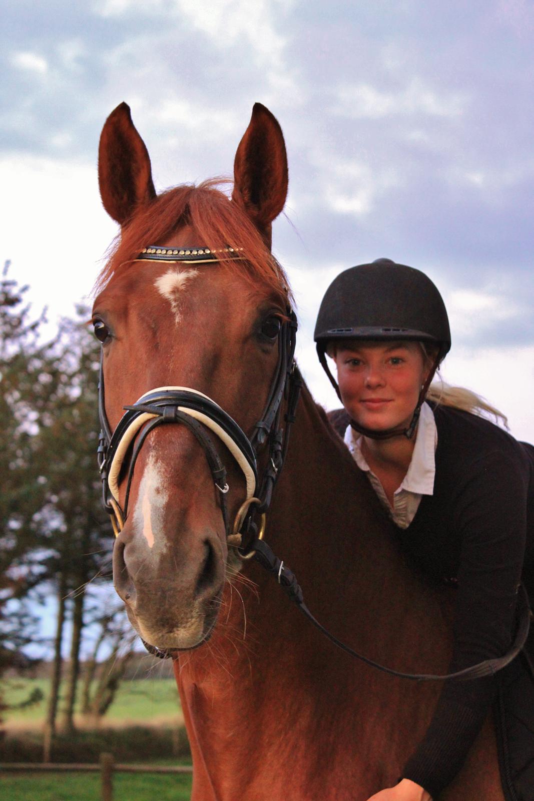 Dansk Varmblod Revaldo D.  billede 26