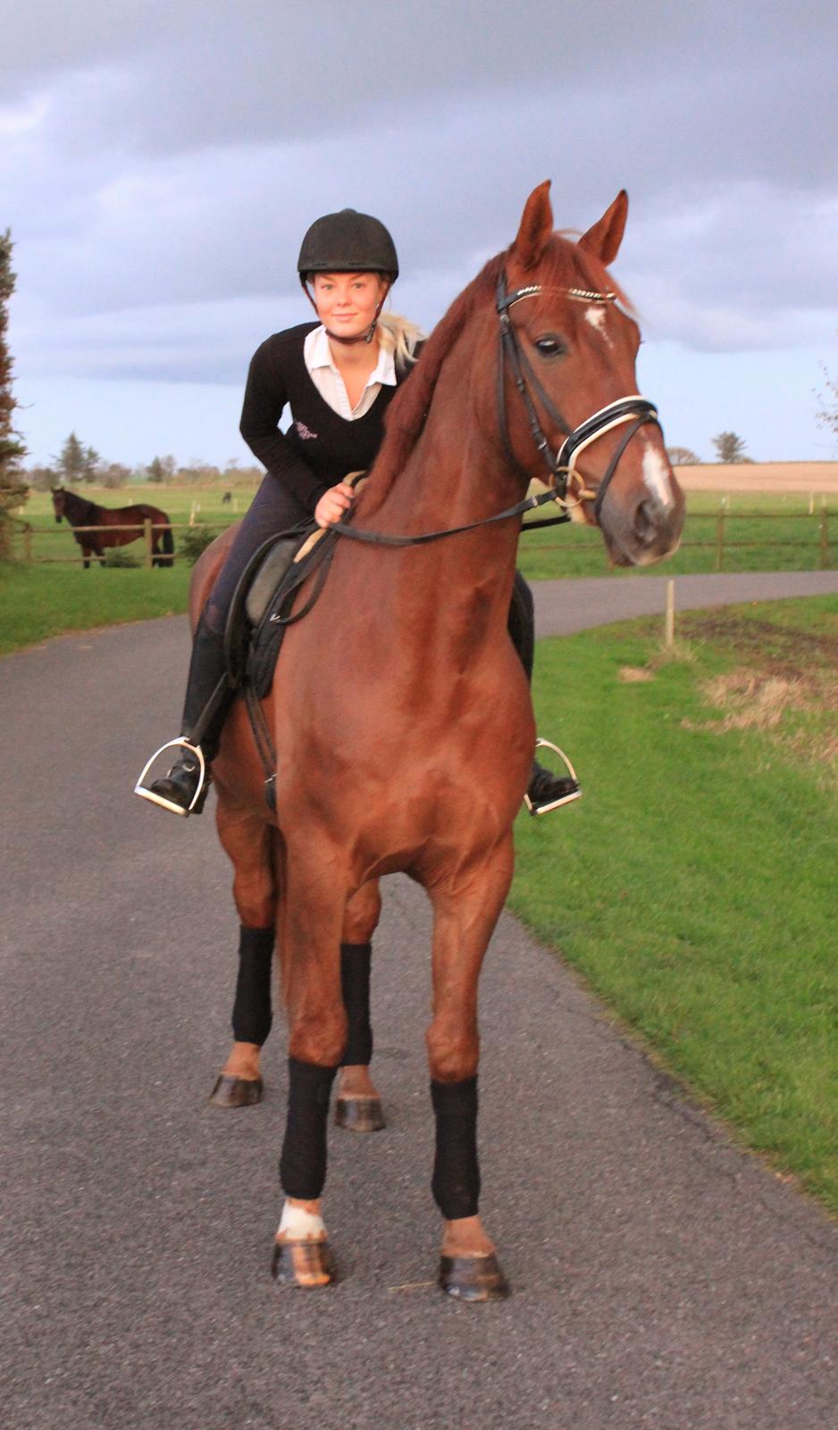 Dansk Varmblod Revaldo D.  billede 41