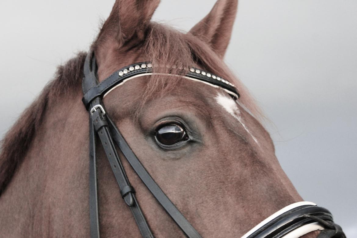 Dansk Varmblod Revaldo D.  billede 25