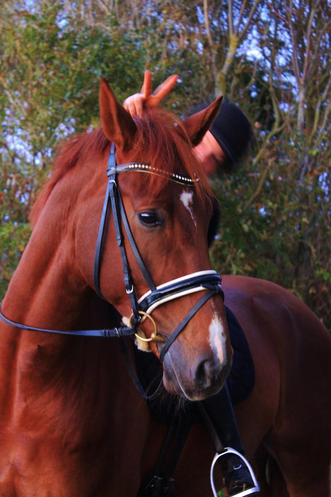 Dansk Varmblod Revaldo D.  billede 5