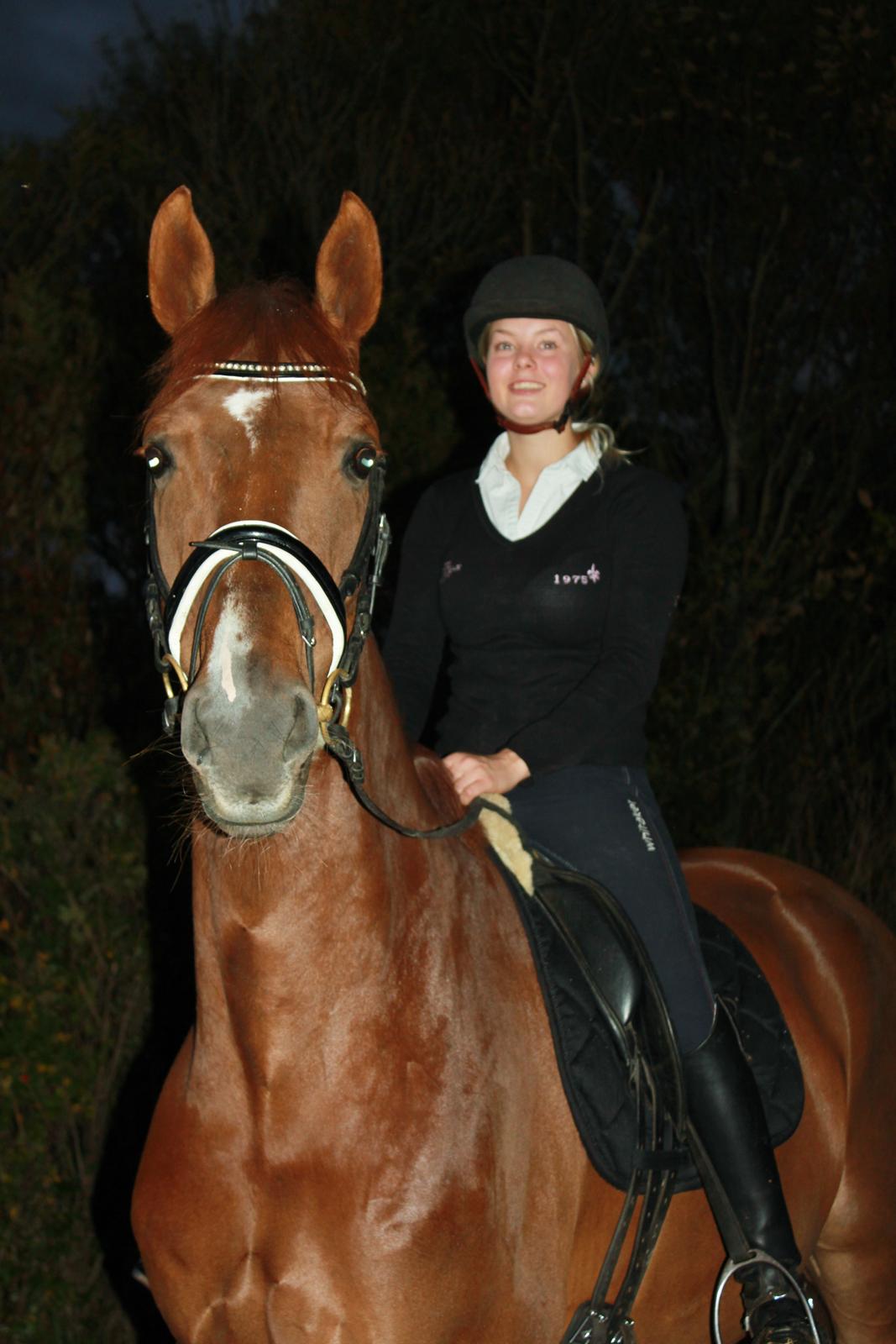 Dansk Varmblod Revaldo D.  billede 38